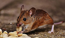 24 Hour & Emergency Exterminators in Jackson, WY